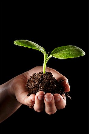 A hand holding a cucumber plant with soil Foto de stock - Sin royalties Premium, Código: 659-06307683