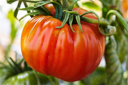 simsearch:659-07028412,k - Tomate beefsteak sur la plante Photographie de stock - Premium Libres de Droits, Code: 659-06307691