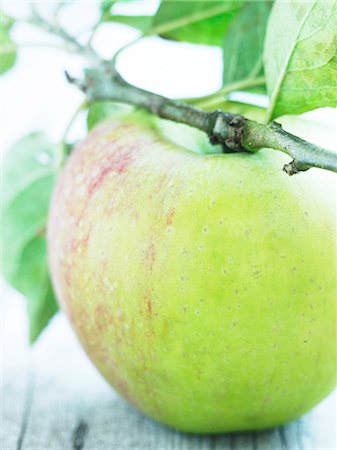 simsearch:659-08895757,k - An apple on a twig (Peasegood Nonsuch) Stock Photo - Premium Royalty-Free, Code: 659-06307869