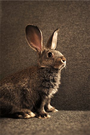 rabbit inside - Live Rabbit Stock Photo - Premium Royalty-Free, Code: 659-06372309