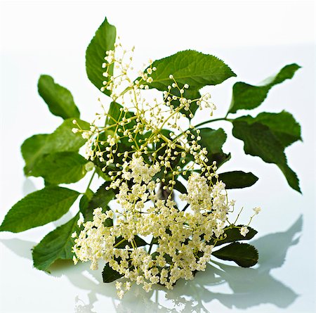 edible flower - Elderflowers Stock Photo - Premium Royalty-Free, Code: 659-06372409