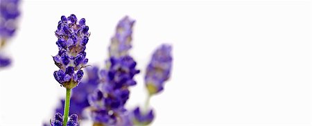 Lavender flowers (close-up) Foto de stock - Sin royalties Premium, Código: 659-06372416