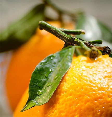 Oranges with stems and leaves (close-up) Stock Photo - Premium Royalty-Free, Code: 659-06372418