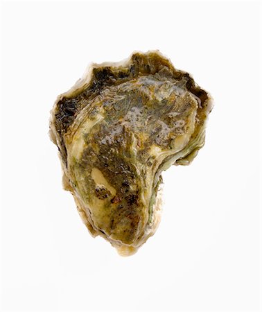 schließen - Ganze Oyster auf weißem Hintergrund Stockbilder - Premium RF Lizenzfrei, Bildnummer: 659-06372585