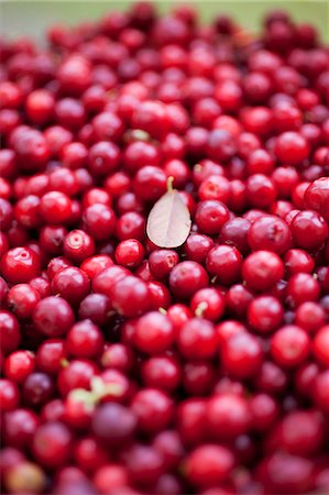 Fresh cranberries Stock Photo - Premium Royalty-Free, Code: 659-06372634