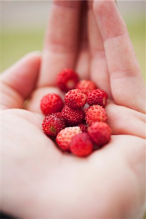 picke - Wild strawberries on the palm of someone's hand Stock Photo - Premium Royalty-Free, Code: 659-06372638