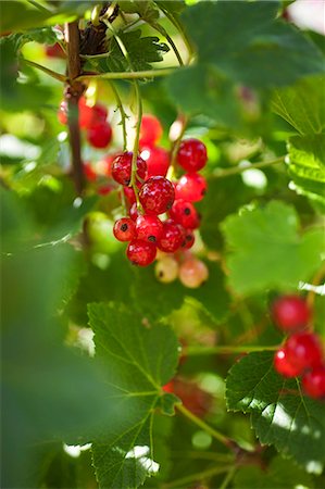 simsearch:659-07958234,k - Redcurrants on a bush Stock Photo - Premium Royalty-Free, Code: 659-06372632