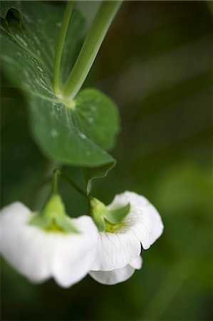 simsearch:659-08905485,k - White pea flowers Foto de stock - Sin royalties Premium, Código: 659-06372688