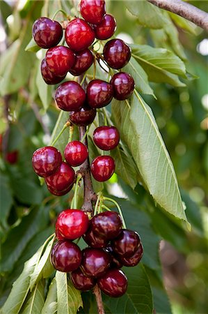 Cherries on the branch Foto de stock - Sin royalties Premium, Código: 659-06373218