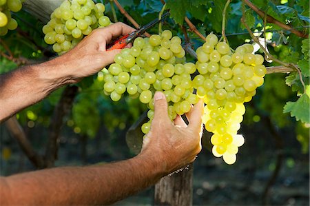 sudafricano (perteneciente a sudáfrica) - Grapes being cut from a vine Foto de stock - Sin royalties Premium, Código: 659-06373219
