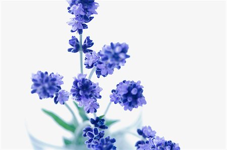 purple flowers on white background - Lavender flowers Stock Photo - Premium Royalty-Free, Code: 659-06373446