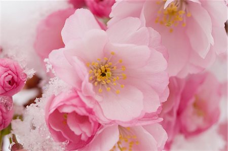 plants blurred - Cherry blossom Stock Photo - Premium Royalty-Free, Code: 659-06373447