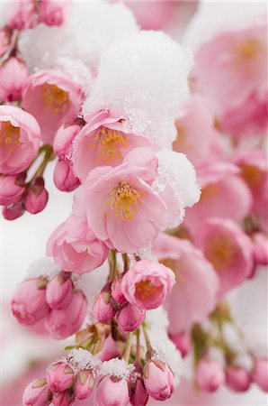 flower snow - Spring awakening Stock Photo - Premium Royalty-Free, Code: 659-06373450