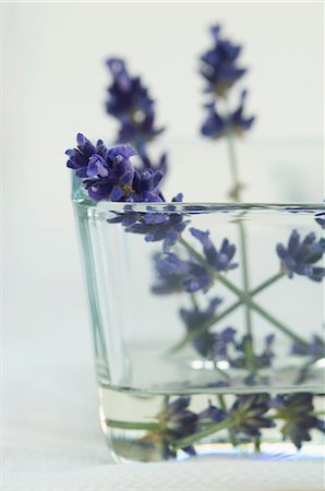 simsearch:659-03533510,k - Fleurs de lavande dans un verre d'eau Photographie de stock - Premium Libres de Droits, Code: 659-06373460