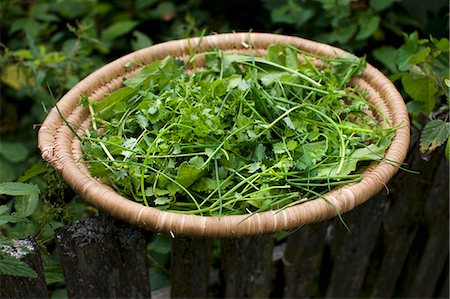 simsearch:659-03522123,k - Fresh herbs in a woven basket on a garden fence Stock Photo - Premium Royalty-Free, Code: 659-06373888