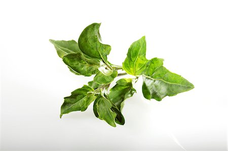 fresh herbs - Pepper basil (Ocimum selloi) Stock Photo - Premium Royalty-Free, Code: 659-06494025