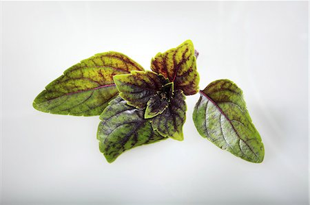 simsearch:659-06494025,k - Blue basil Photographie de stock - Premium Libres de Droits, Code: 659-06494026