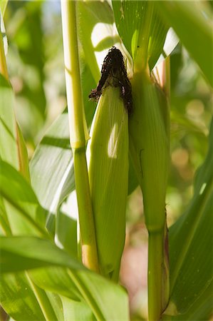 Cob of corn on the plant Foto de stock - Sin royalties Premium, Código: 659-06494080