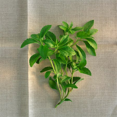 A sprig of fresh stevia on a linen cloth Stock Photo - Premium Royalty-Free, Code: 659-06494101