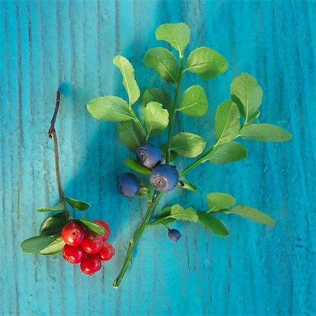 A sprig of fresh wild berries Foto de stock - Sin royalties Premium, Código: 659-06494103