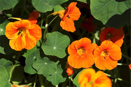 Flowering nasturtiums Stock Photo - Premium Royalty-Free, Code: 659-06494137