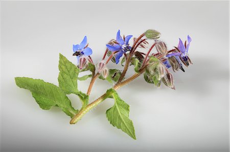 simsearch:659-06494415,k - Borage with blue flowers (Borago officinalis) Photographie de stock - Premium Libres de Droits, Code: 659-06494130