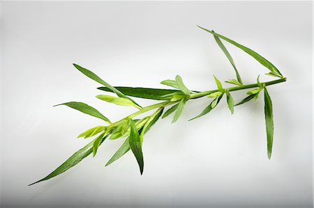 simsearch:659-06494025,k - Tarragon (Artemisia dracunculus) Photographie de stock - Premium Libres de Droits, Code: 659-06494132