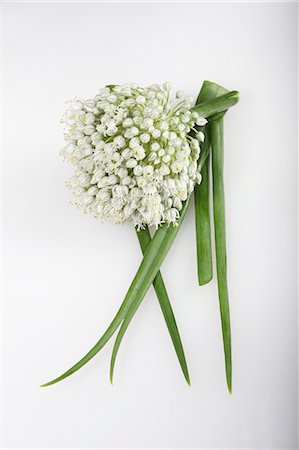 An onion flower onion greens (Allium cepa) Stock Photo - Premium Royalty-Free, Code: 659-06494142