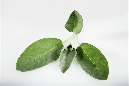 sage plant silhouette - Sage leaves Stock Photo - Premium Royalty-Free, Code: 659-06494178