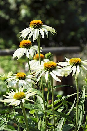 echinacea - Echinacea Fotografie stock - Premium Royalty-Free, Codice: 659-06494180