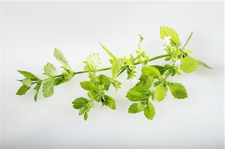 simsearch:659-01842286,k - A sprig of lemon balm Stock Photo - Premium Royalty-Free, Code: 659-06494182