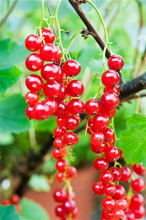 simsearch:659-07958234,k - Redcurrants on the plant Stock Photo - Premium Royalty-Free, Code: 659-06494286