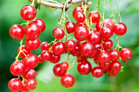 simsearch:659-07958234,k - Redcurrants on the plant Stock Photo - Premium Royalty-Free, Code: 659-06494287