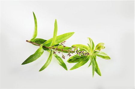 simsearch:659-07599023,k - Lemon verbena Photographie de stock - Premium Libres de Droits, Code: 659-06494308