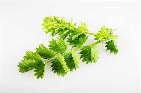 simsearch:659-06494025,k - Salad burnet Photographie de stock - Premium Libres de Droits, Code: 659-06494301