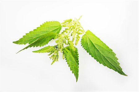 flowers isolated white background - Nettle Foto de stock - Sin royalties Premium, Código: 659-06494313