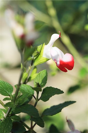 sage blossom - Baby sage (Salvia microphylla) Stock Photo - Premium Royalty-Free, Code: 659-06494367