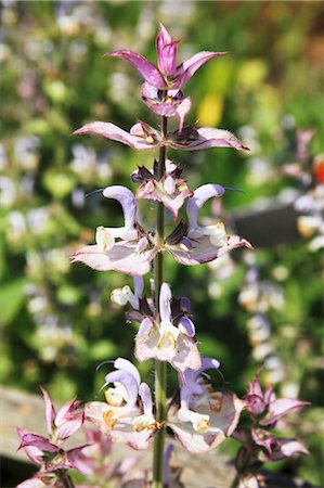 sage blossom - Clary sage (Salvia sclarea) Stock Photo - Premium Royalty-Free, Code: 659-06494363