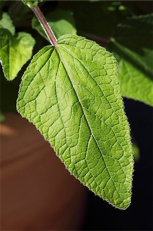 simsearch:659-03532404,k - Gentian sage (Salvia patens) Stock Photo - Premium Royalty-Free, Code: 659-06494375