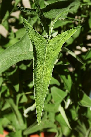 simsearch:659-06494372,k - Macchu Picchu sage (Salvia sagittata) Foto de stock - Sin royalties Premium, Código: 659-06494371