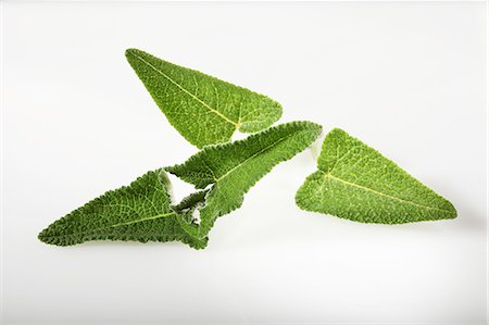 simsearch:659-06306524,k - Macchu Picchu sage (Salvia sagittata) Photographie de stock - Premium Libres de Droits, Code: 659-06494372