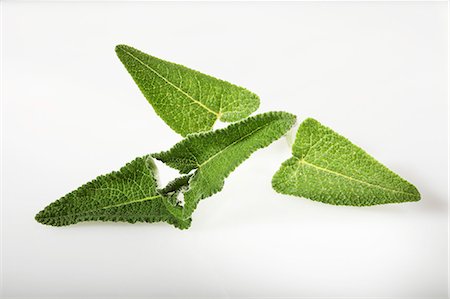 simsearch:659-06494362,k - Macchu Picchu sage (Salvia sagittata) Stock Photo - Premium Royalty-Free, Code: 659-06494372