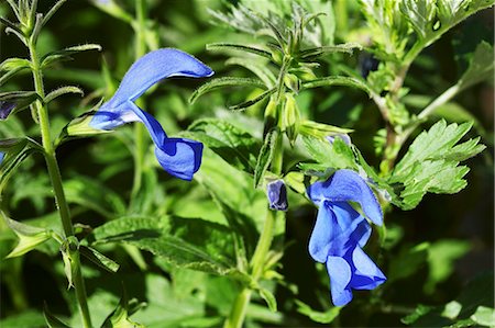 salvia - Gentian sage (Salvia patens) Stock Photo - Premium Royalty-Free, Code: 659-06494373