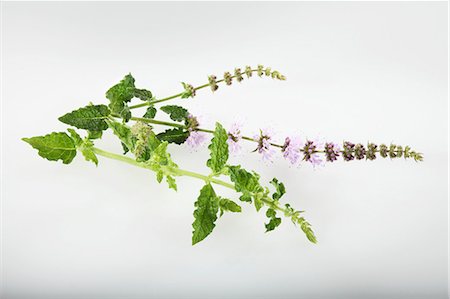 simsearch:659-06494362,k - Strawberry mint (Mentha species) Stock Photo - Premium Royalty-Free, Code: 659-06494384