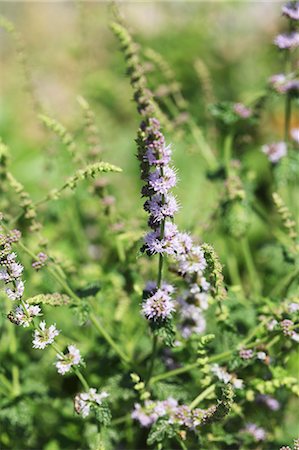 simsearch:659-06156006,k - Strawberry mint (Mentha species) Photographie de stock - Premium Libres de Droits, Code: 659-06494385