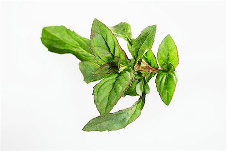 Peppermint Stock Photo - Premium Royalty-Free, Code: 659-06494419