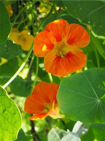 Flowering nasturtiums Stock Photo - Premium Royalty-Free, Code: 659-06494892