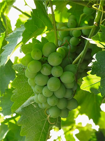 simsearch:659-06183981,k - Green grapes on the vine Foto de stock - Royalty Free Premium, Número: 659-06494906
