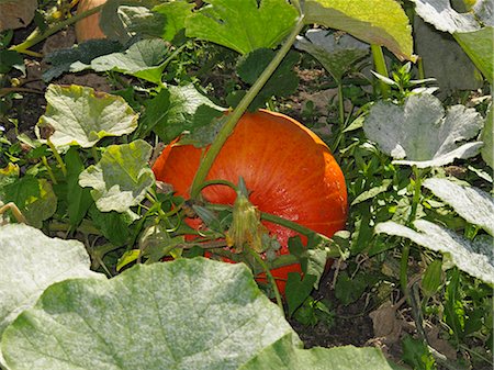 potiron - A pumpkin growing in a garden Photographie de stock - Premium Libres de Droits, Code: 659-06495004