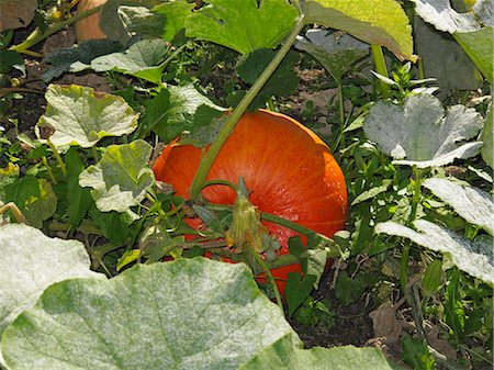 pumpkin garden - A pumpkin growing in a garden Stock Photo - Premium Royalty-Free, Code: 659-06495004